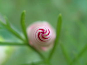 20120316171312-my_flairs_627