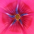 20120316171606-divine_flairs-31