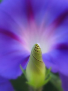 20120316171700-divine_flairs-50