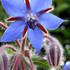20120316175557-divine_flairs-27