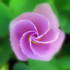 20120316175655-divine_flairs-22