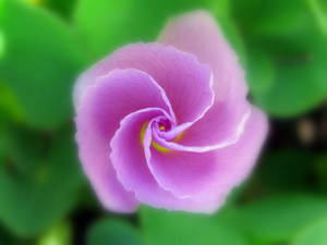20120316175655-divine_flairs-22
