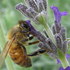 20120316175753-img_2294