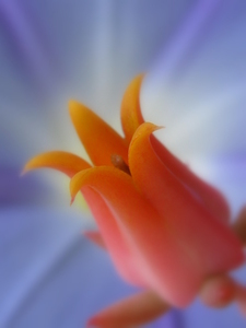 20120316175914-divine_flairs-26