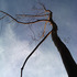 20120317004617-hester_offramp_tree
