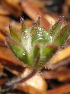 20120317183230-divine_flairs-44