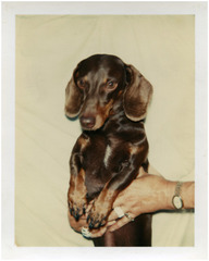 Untitled (Dog), ,Andy Warhol