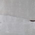20120318171532-silentsailor65x80cm
