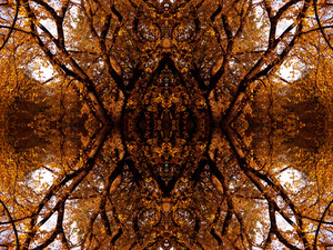 20120319035445-autumn_tree_-1