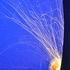 20120319225302-dsc_0436