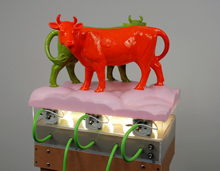 Cows,Chad Curtis