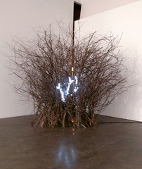 Thicket,Laura Forman
