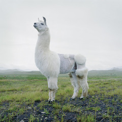 Untitled #131, from the series Until the Kingdom Comes,Simen Johan