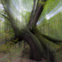 20120322055455-theoldashtree