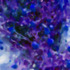 20120323153150-blueberryjam_lg