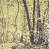 20120325022219-jbrown_springfield_woods_i
