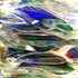 20120326224610-distorted_light