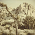 20120327181636-joshuatree_1