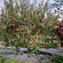 20120327193839-harvest_10