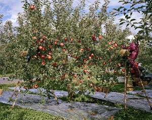20120327193839-harvest_10