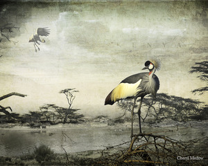 Crowned Cranes,Cheryl Medow