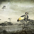 20120327200119-crownedcranes_cherylmedow
