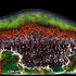 20120328110421-2011-cw001_competition_of_the_genes_reduced