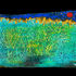 20120328111036-2011-cw012_frog_symphony_reduced