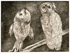 20120328135243-05_owl_and_fish