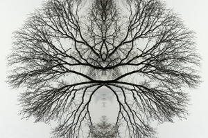 20120328175233-winter-tree-16