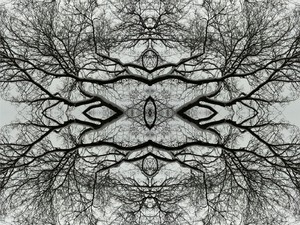 20120328175524-winter-tree-21-e1316789377974