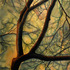 20120328232239-katinadesmond_grace-cc