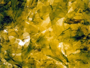 20120329004524-nori