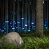 20120330204253-barryunderwood-ferns