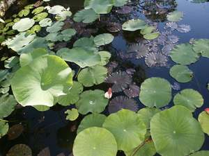 20120401003358-pict0418