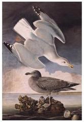 Herring Gull (Larus argentatus),John James Audubon