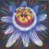 20120402160424-passionflower