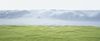 20120402180337-wrede-wiese