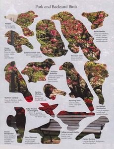 20120403011031-patrick_coyle__park_and_backyard_birds__2012__11x8__sticker_book_pages_on_sticker_book_background_pages
