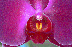 20120403043336-orchid