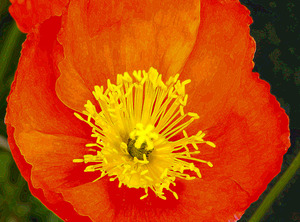20120403064306-poppy2_54x40