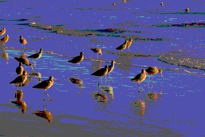 20120403065458-8277_54x36_sandpipers_b_