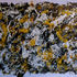 20120403095717-aborigen_3-olio_e_acrilico_80x545