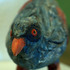 20120404181724-dsc_0095