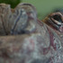 20120404183546-hippo_close