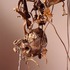 20120404201947-shelton_mandogbones_low