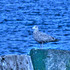 20120405190858-hdrseagullonpyloncloseupptplea-ti