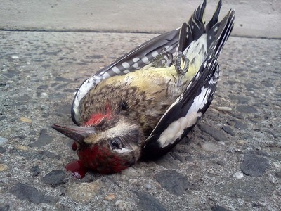 20120406232724-murder