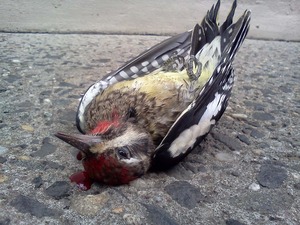 20120406232724-murder