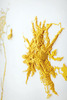 20120407174844-fken12-melkkoppadsch-a-e250